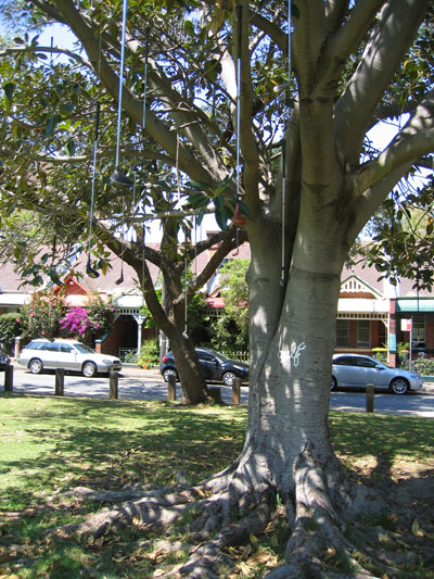 something glinty dangling from the fig tree in Camperdown Rest Park, Newtown